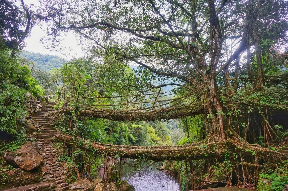 A living root bridge in Meghalaya in the monsoon